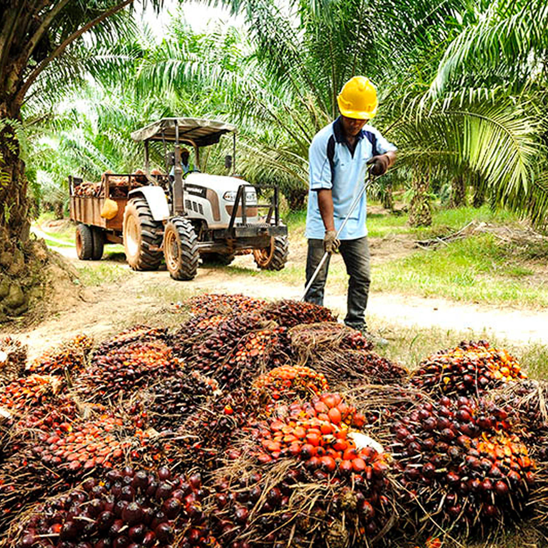 organic-palm-oil-1.jpg