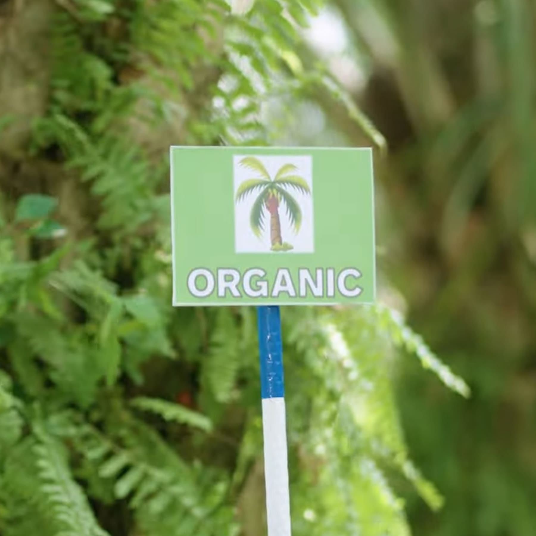 organic-palm-oil-2.jpg