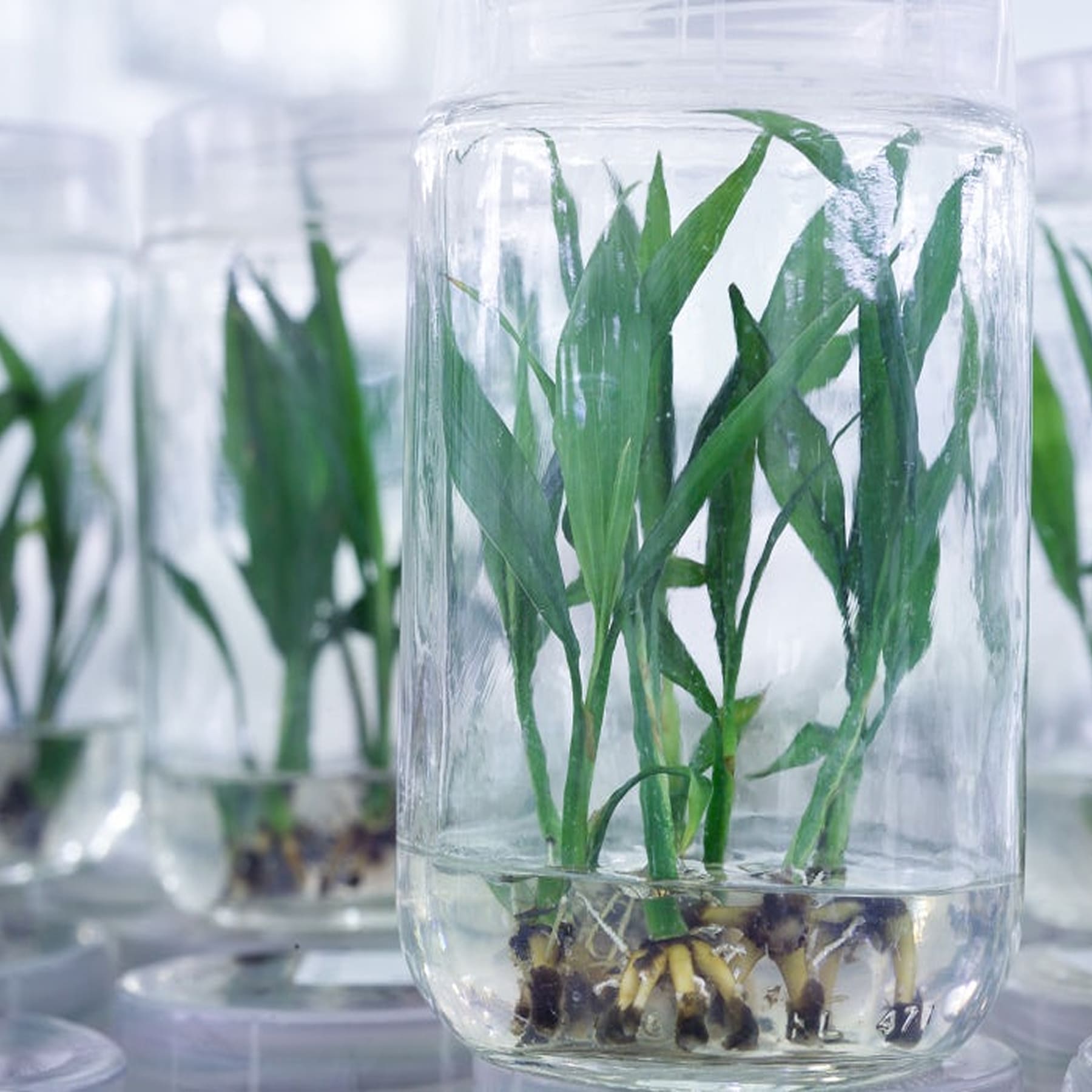 palm-biotech-2.jpg