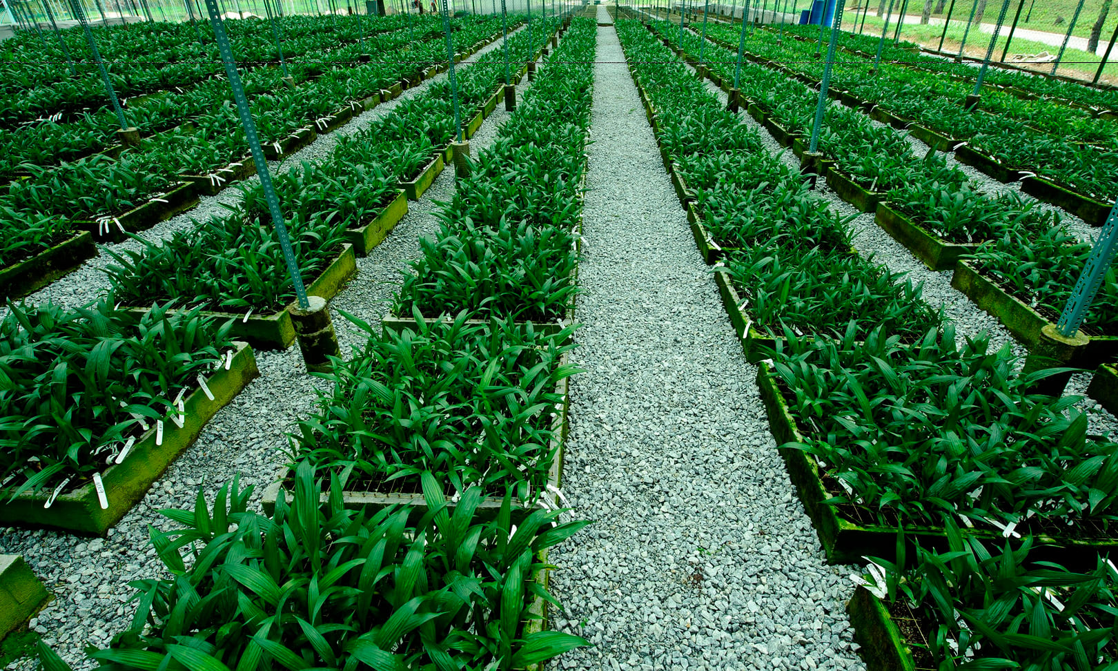 planting-materials-2.jpg