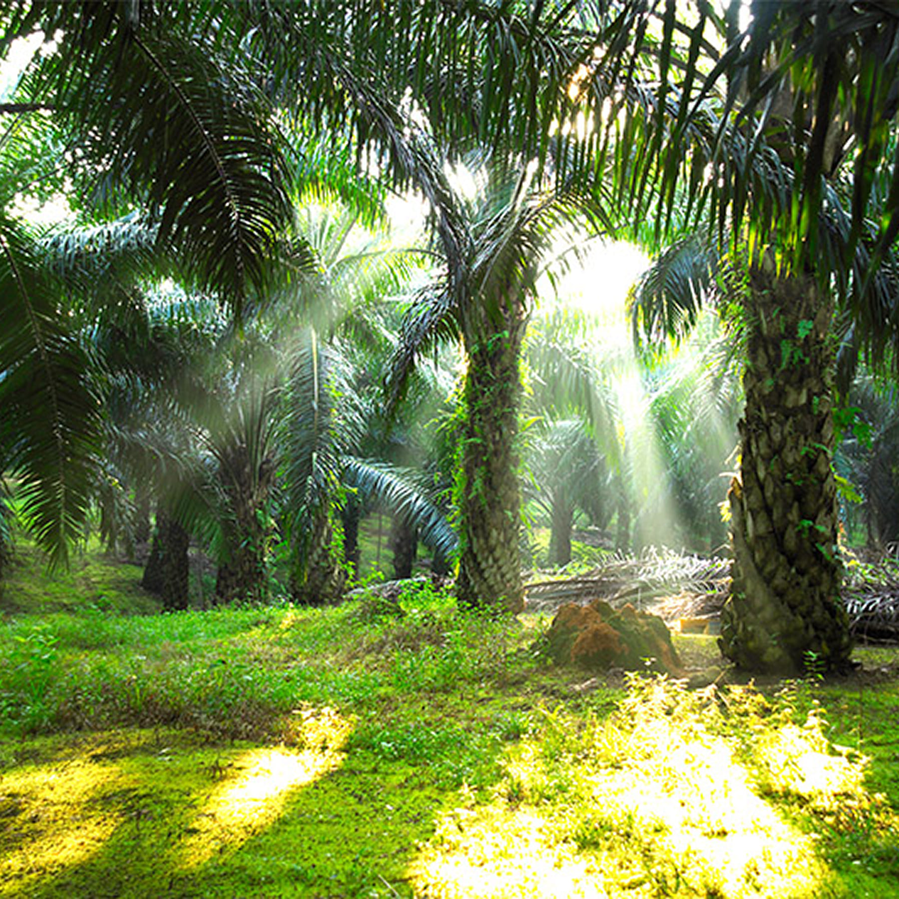organic-palm-oil-1.jpg