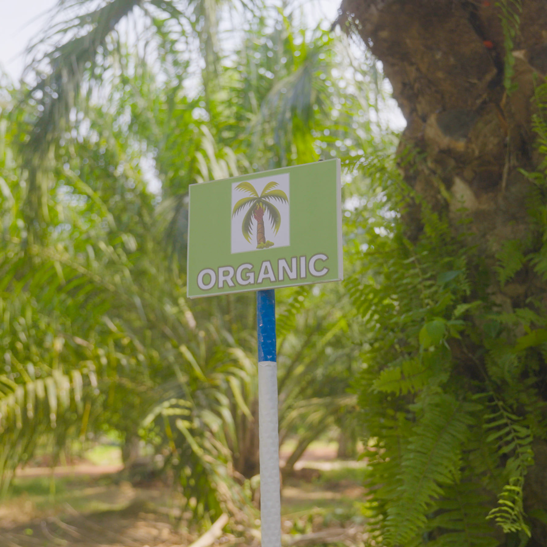 organic-palm-oil-2.jpg