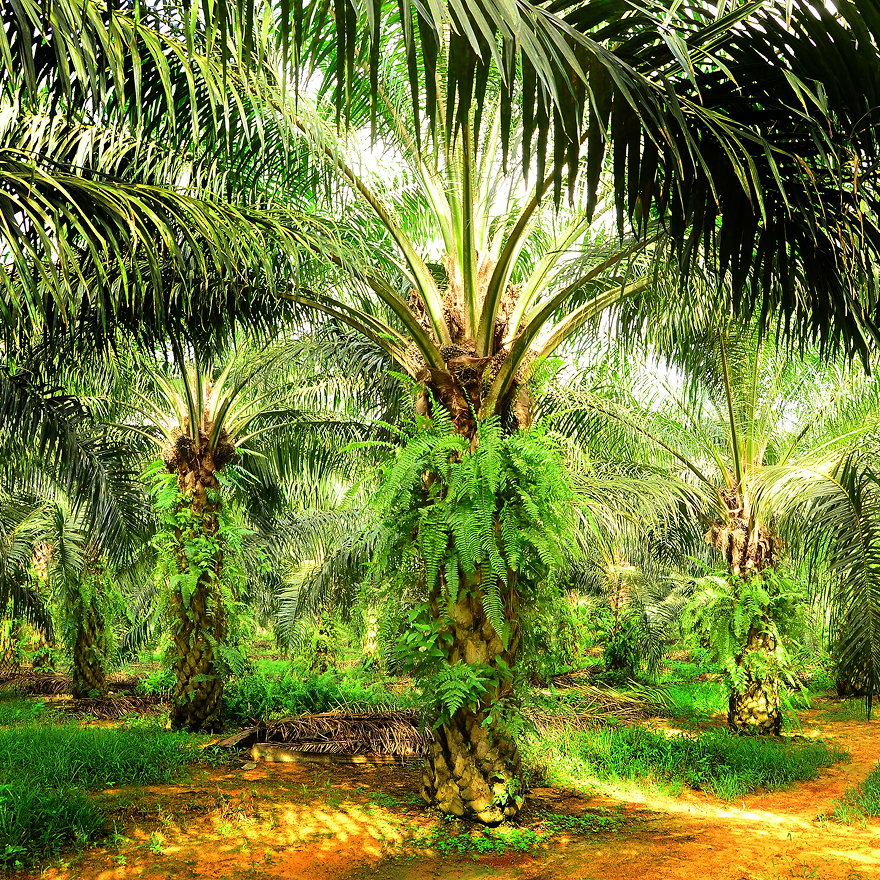 RSPO Certification.png