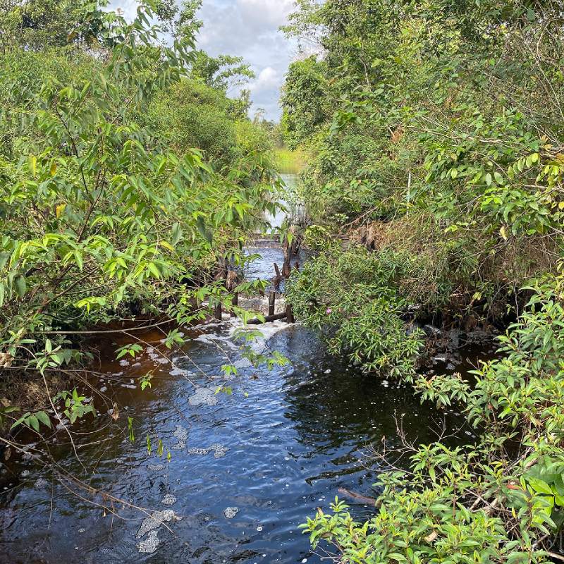Peatland-Big.jpg