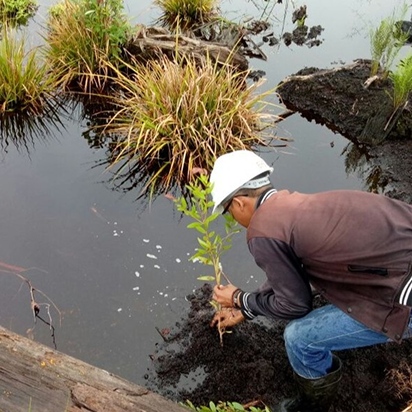Peatland-Small.jpg