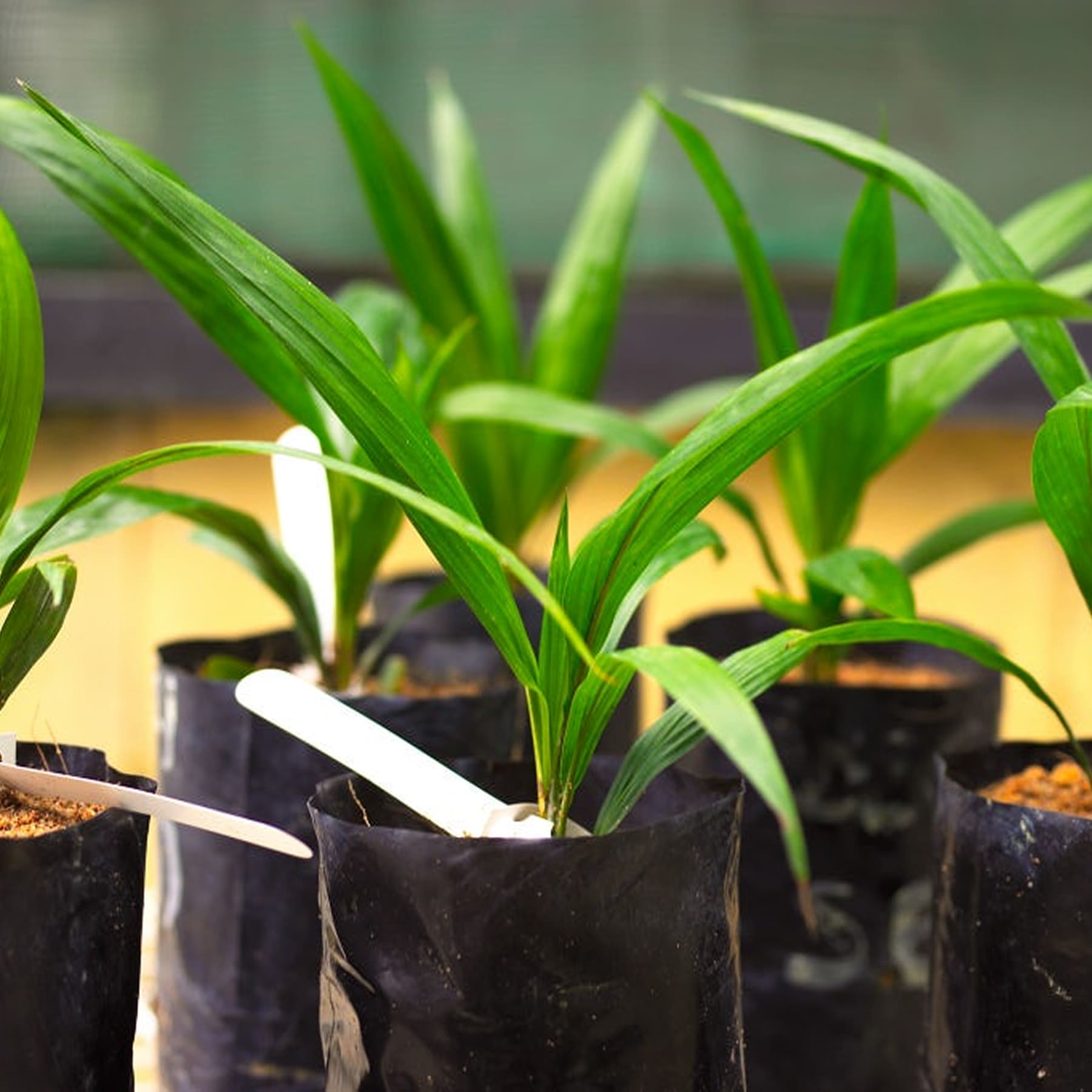 palm-breeding-1.jpg