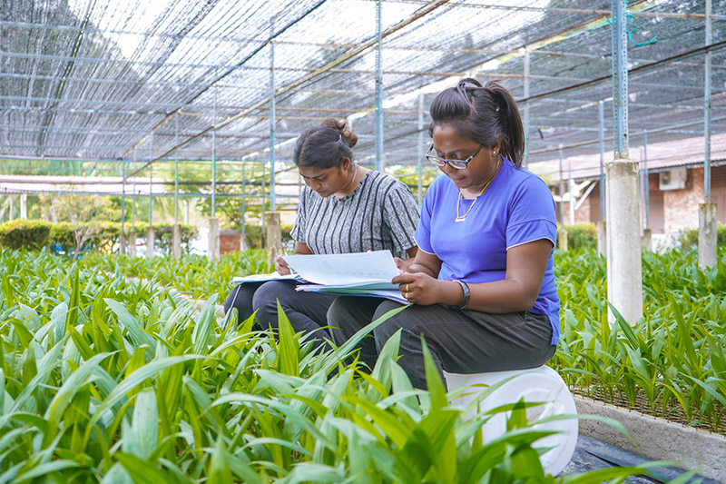 IOI Plantation Palm Biotech 1