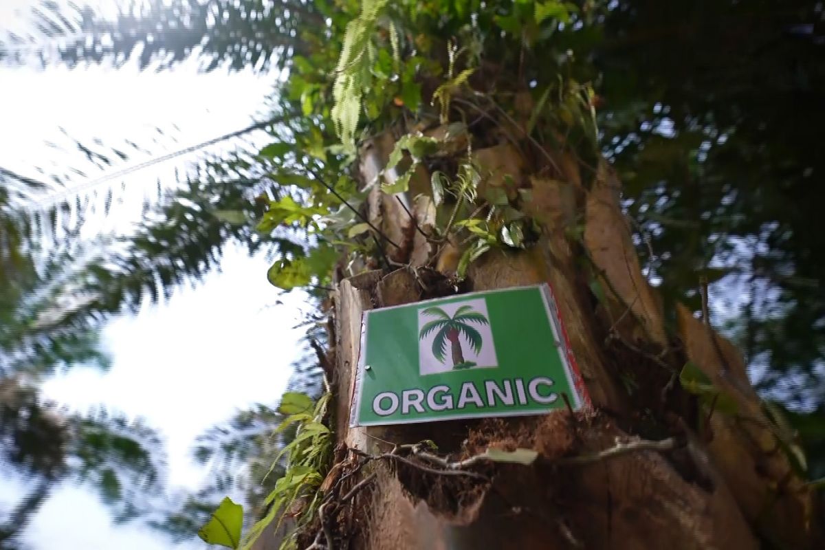 Organic.jpg
